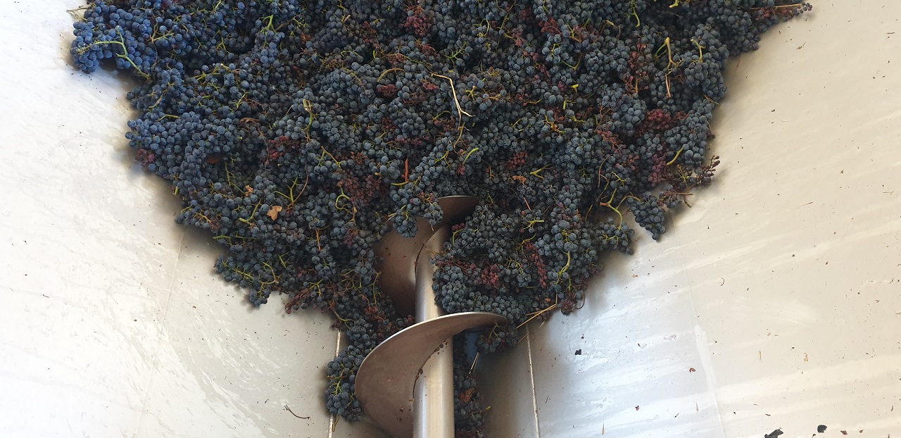 Les etapes de la vinification d'un vin rouge - Sortie vigneronne du Club Oen'OH ! en 2020