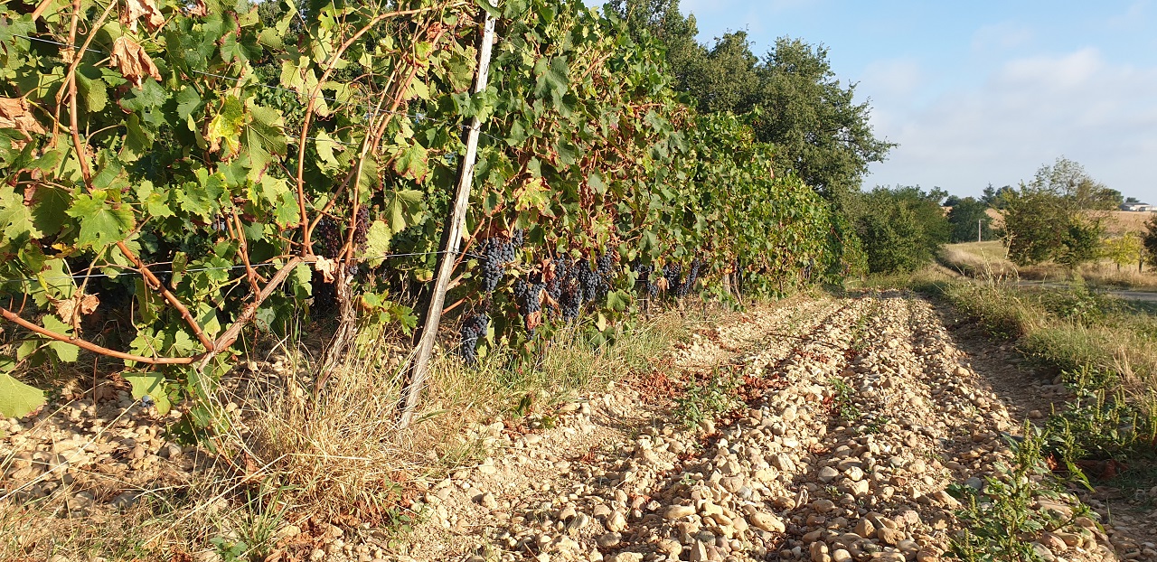 Atelier découverte d'un vigneron au Domaine de la Tucayne